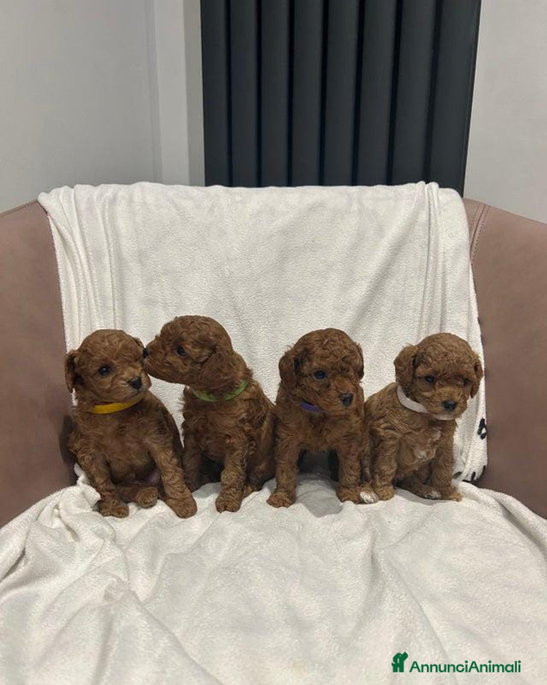 Barboncino Toy cani in vendita: Barboncino Toy - Annuncio 7