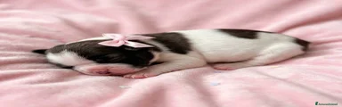 Shih Tzu 4