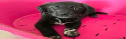 Meticcio cani in regalo: Milla 2 mesi taglia media  - Annuncio 4