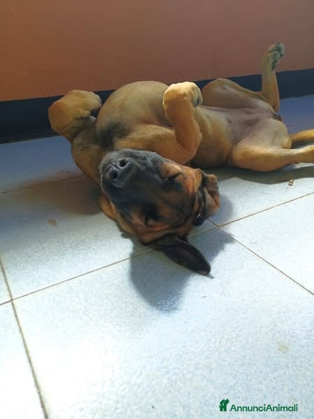 Pastore Tedesco cani Kuba dal carattere solare - Annuncio 2