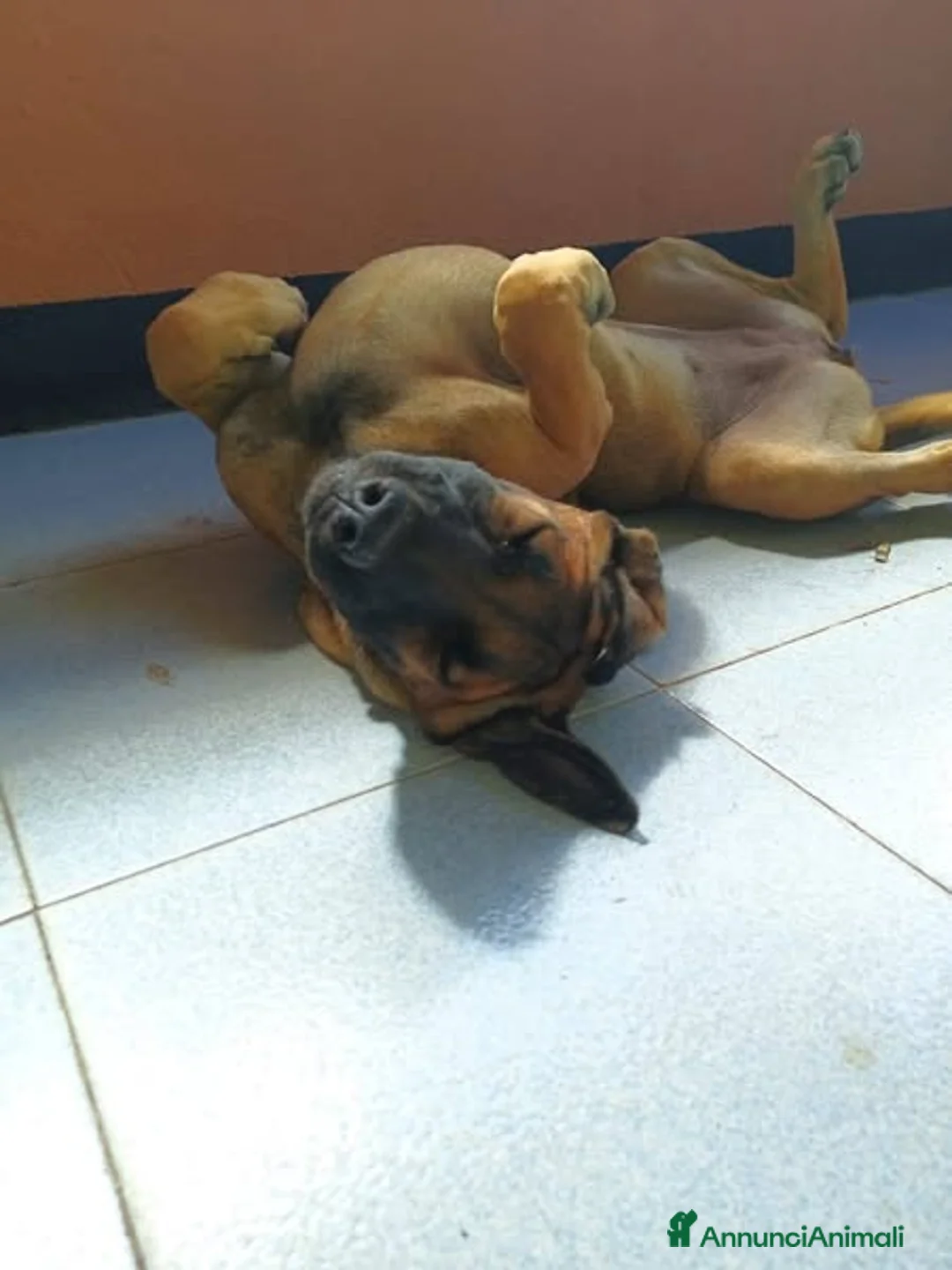 Pastore Tedesco cani in regalo: Kuba dal carattere solare - Annuncio 2