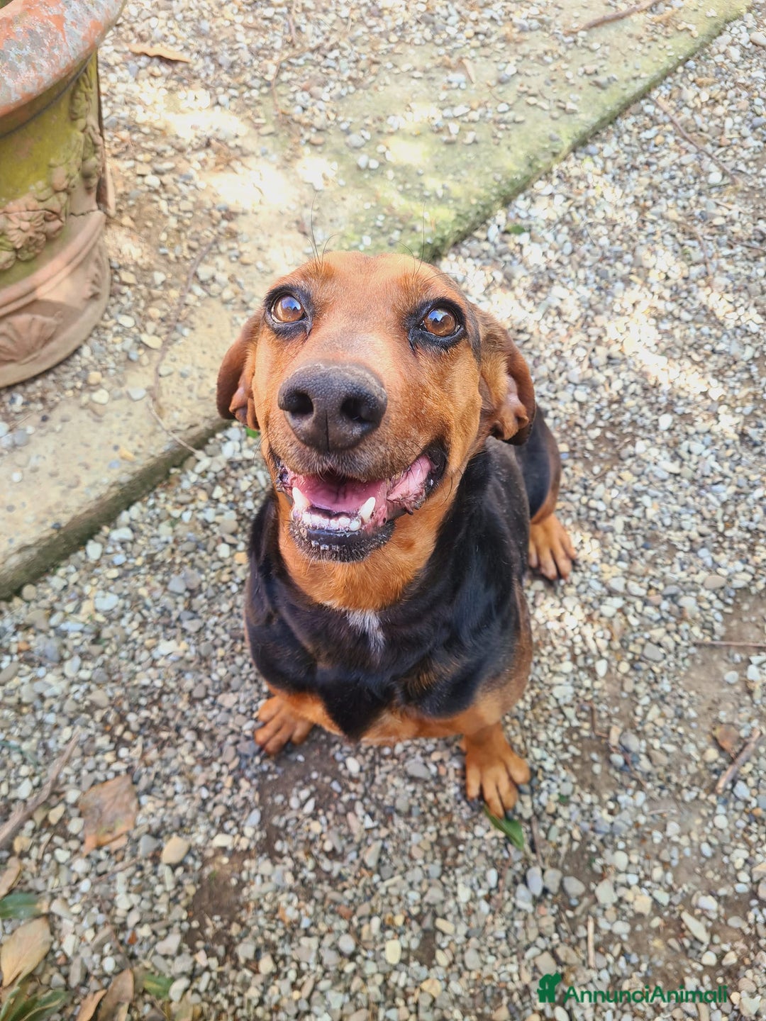 Meticcio cani in regalo: PIPPO, buffo nanetto invisibile. - Annuncio 5