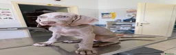 Weimaraner cani in vendita: Cucciolo weimaraner - Annuncio 5