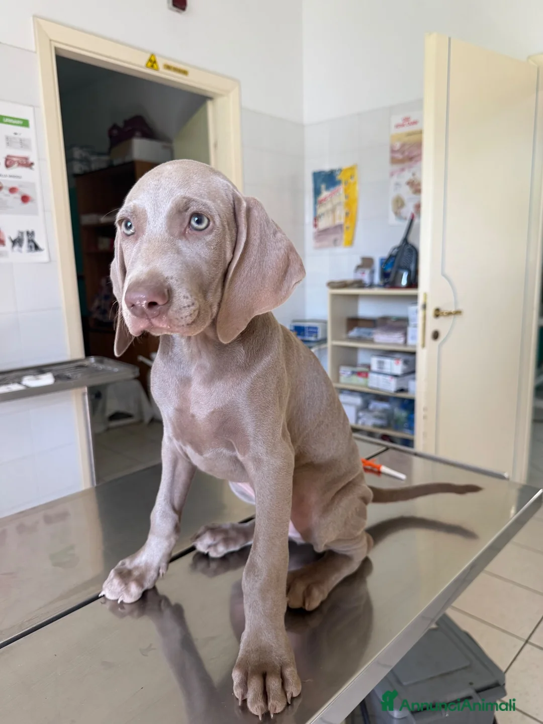 Weimaraner cani in vendita: Cucciolo weimaraner - Annuncio 5