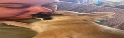 Chihuahua cani in vendita: Ultime 3 meraviglie a pelo lungo  - Annuncio 6