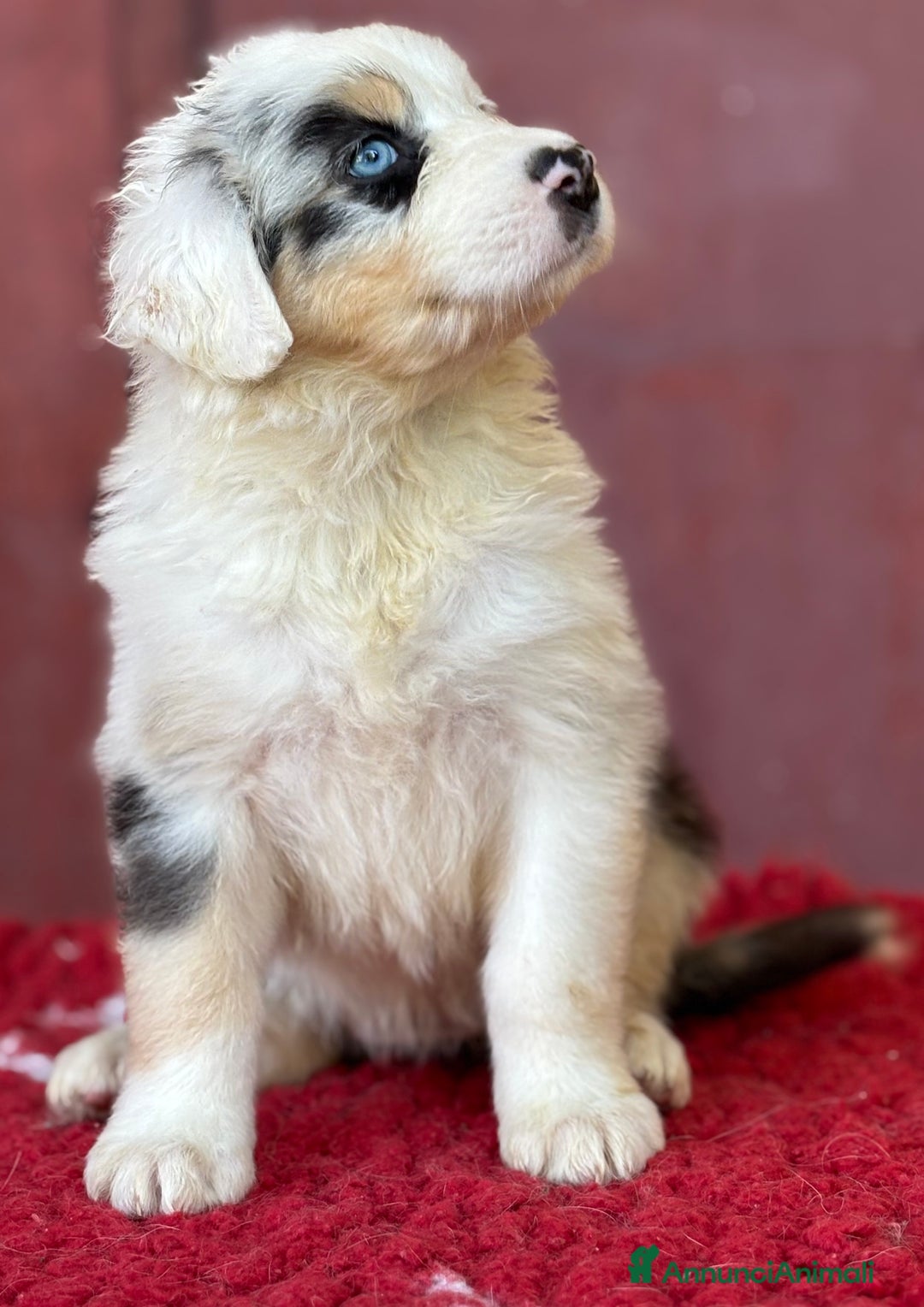 Australian Shepherd cani in vendita: Femmina blue Merle - Ruth a Provincia di Vicenza - Immagine 3