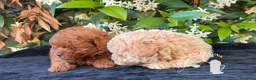 Barboncino Toy cani in vendita: Barboncino Toy Allevamento Professionale - Annuncio 4