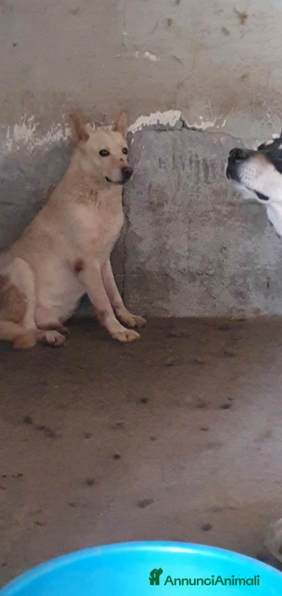 Meticcio cani in regalo: Biondo in Canile - Annuncio 2