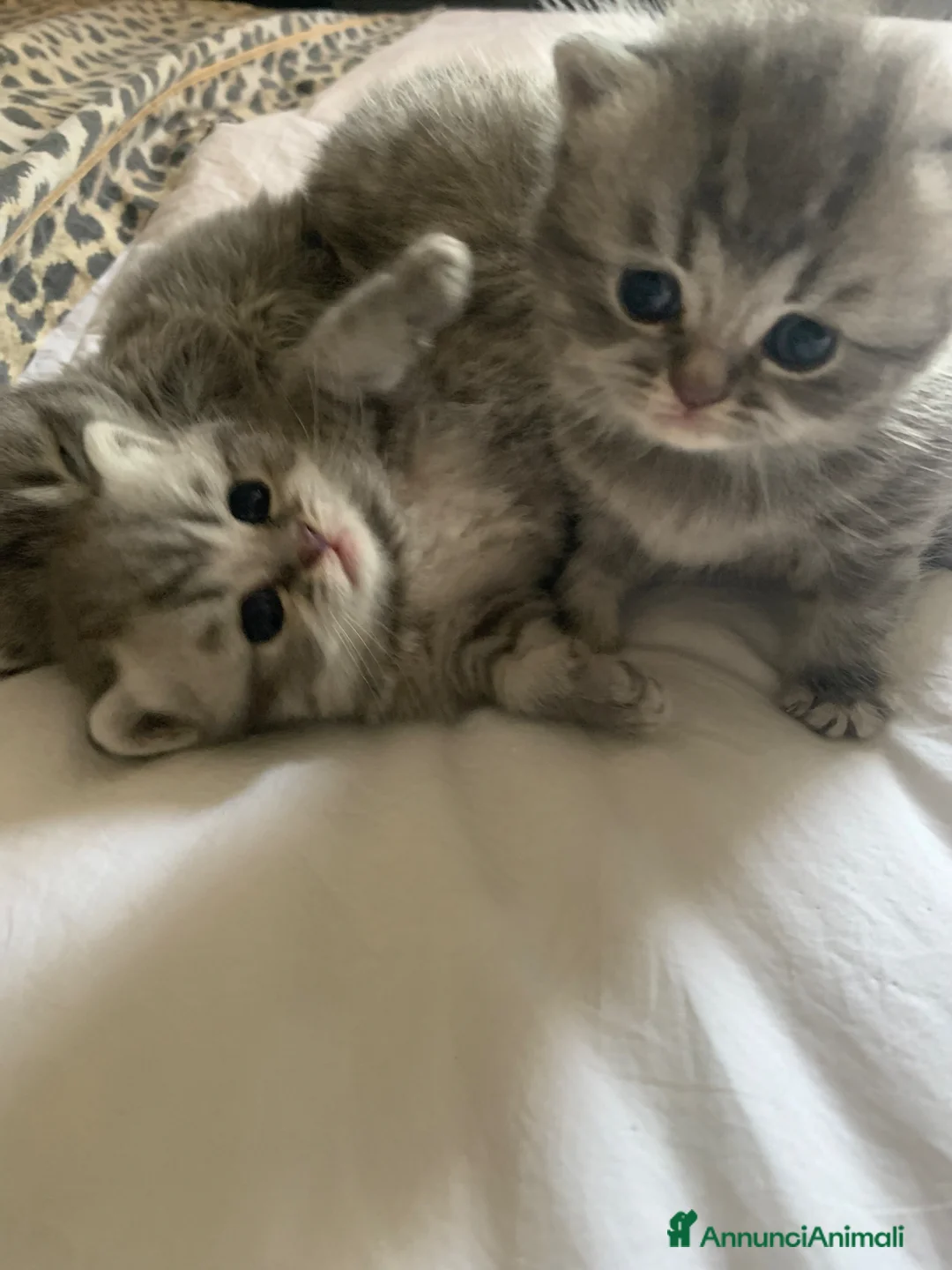 British gatti in vendita: British shorthair e longhair - Annuncio 3
