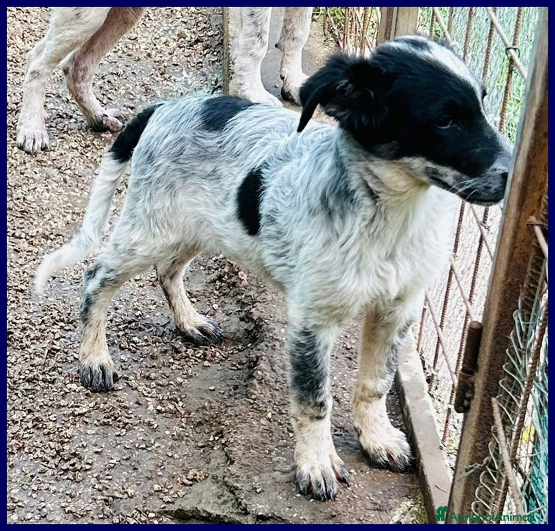 Meticcio cani in regalo: TEO vagava affamato per strada - Annuncio 3