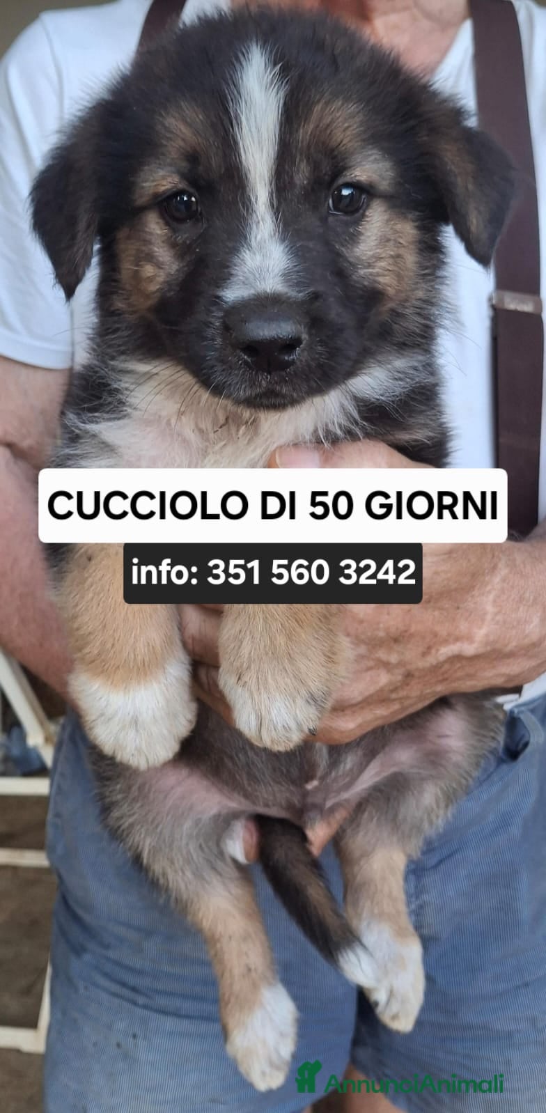 Meticcio cani TITO 💙 piccolo esploratore cerca casa - Annuncio 2