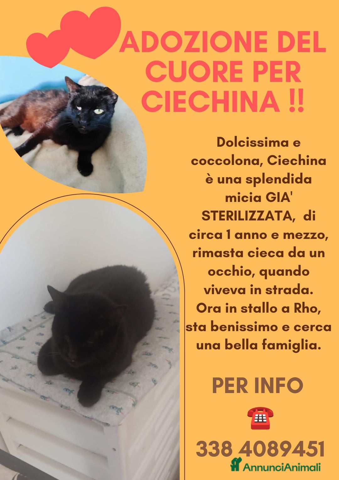 Europeo gatti in regalo: Adozione del cuore per Ciechina - Annuncio 3