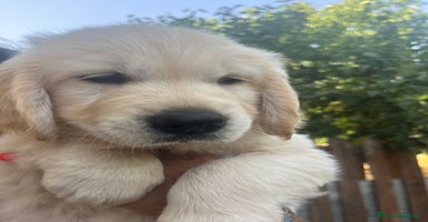 Golden Retriever cani - Annuncio 6