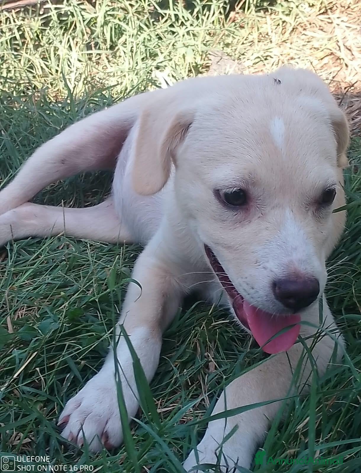 Meticcio cani Pesca, 3 mesi, taglia media contenuta  - Annuncio 9