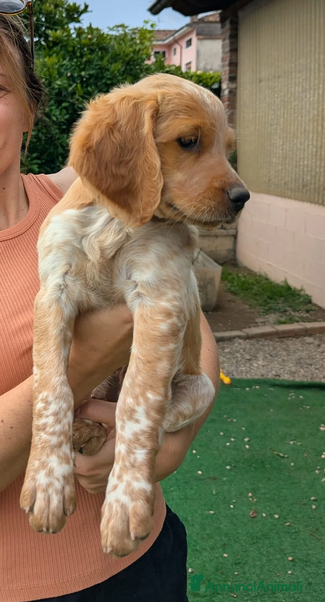 Breton cani in vendita: Breton Epagneul - Annuncio 1