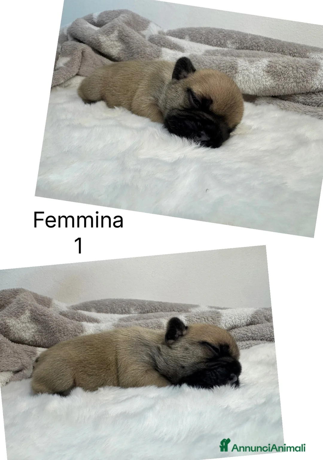 Bulldog Francese cani in vendita: Cuccioli di Bouledogue Francese - Annuncio 2
