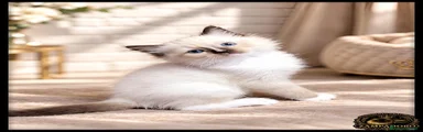 Ragdoll 5