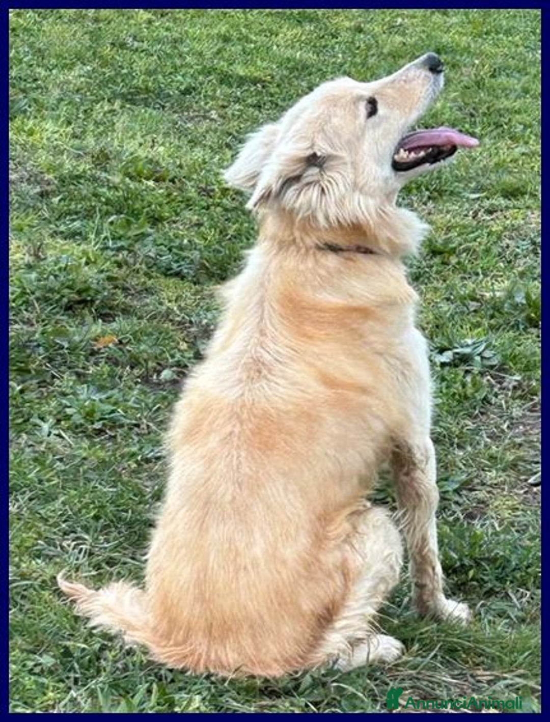 Meticcio cani in regalo: LUCKY-Cotone 6anni adora le persone dinamiche! - Annuncio 8