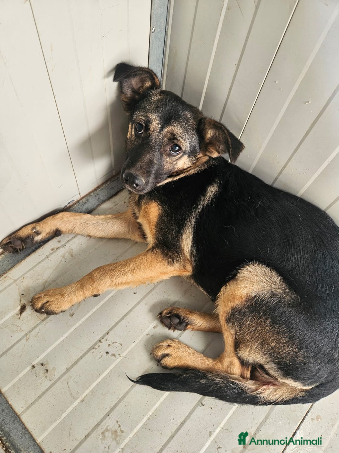 Meticcio cani in regalo: Clotilde: cucciolotta taglia piccola timida dolce  - Annuncio 2