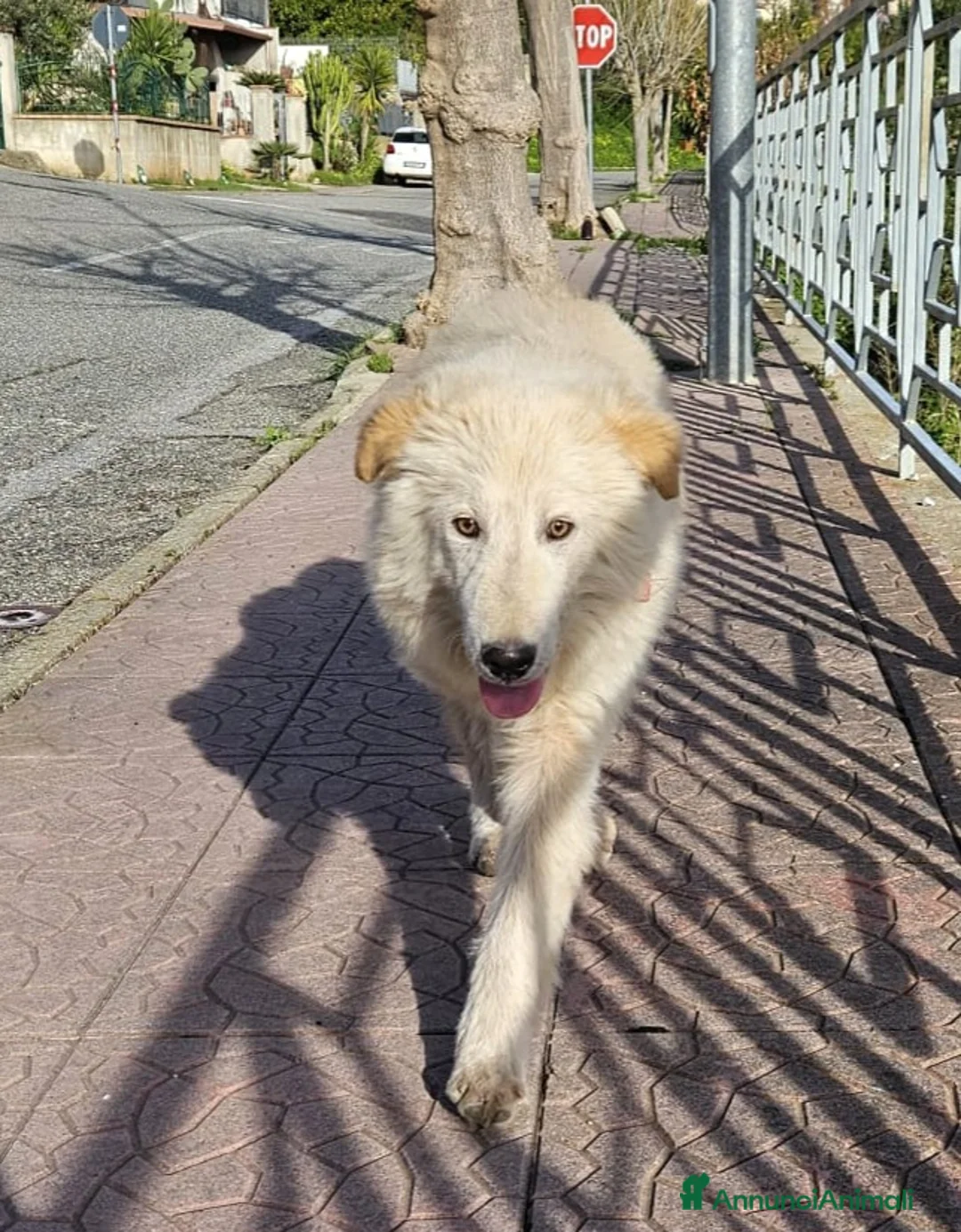 Meticcio cani in regalo: AKI MIX GOLDEN - Annuncio 2