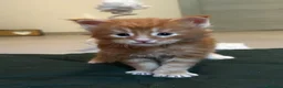 Maine Coon gatti in vendita: Maine coon con pedigree  - Annuncio 2