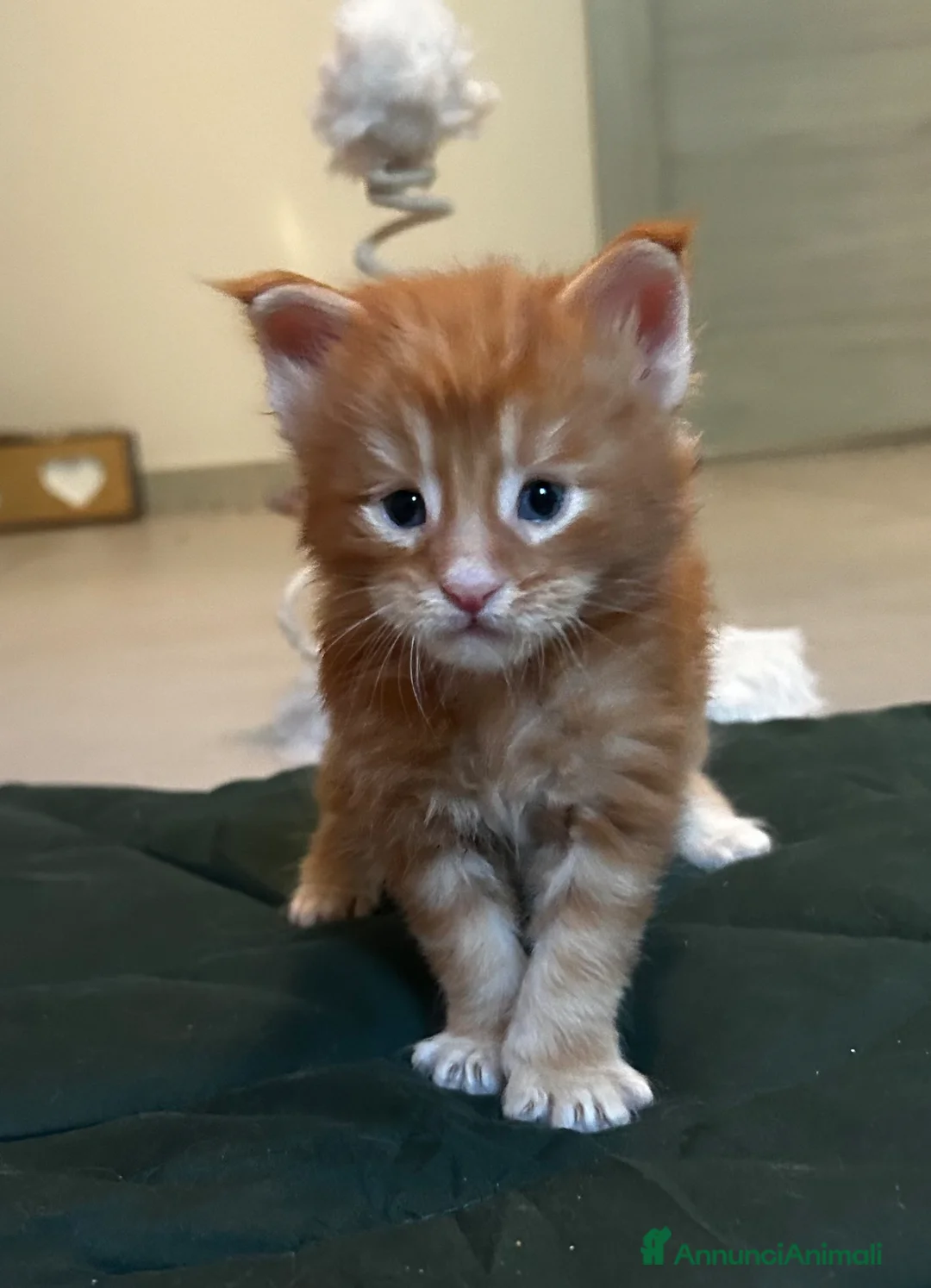 Maine Coon gatti in vendita: Maine coon con pedigree  - Annuncio 2