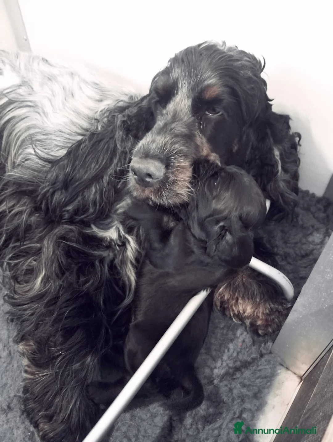 Cocker cani in vendita: Cuccioli Cocker Spaniel Inglese - Annuncio 2