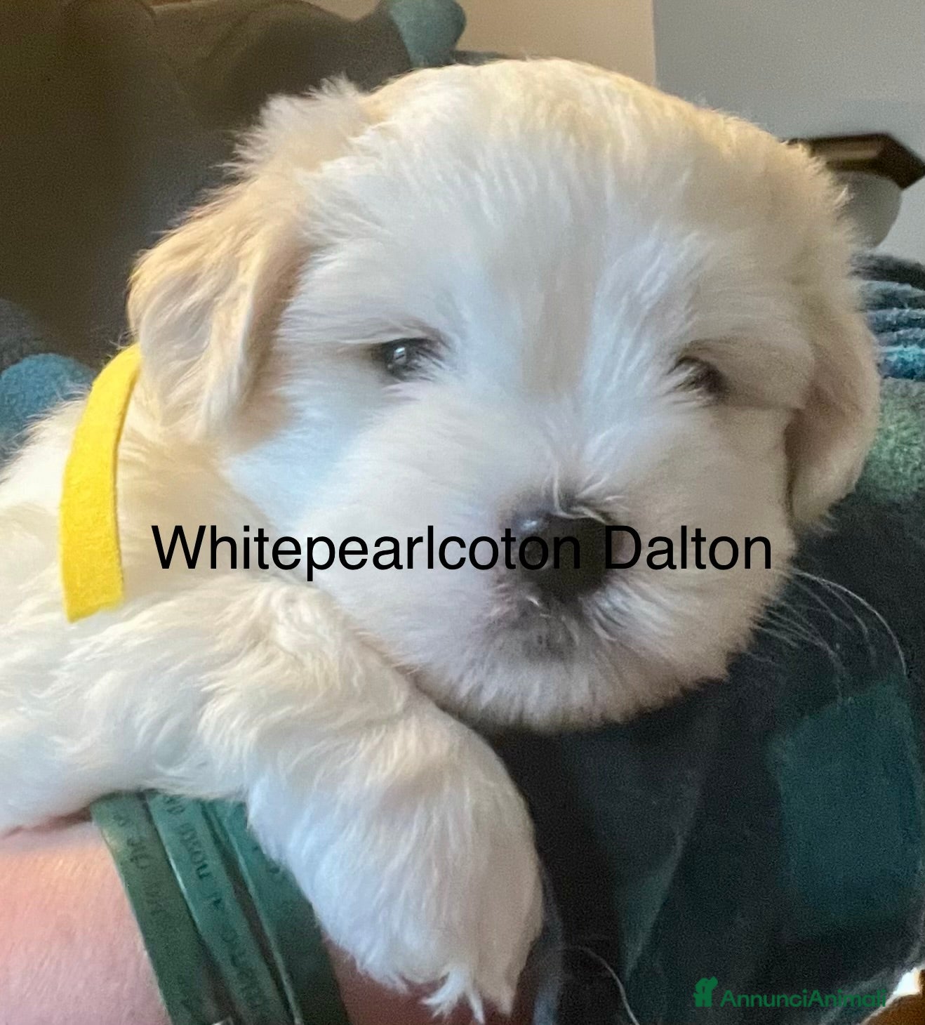 Coton de Tulear cani Cuccioli di coton  - Annuncio 2