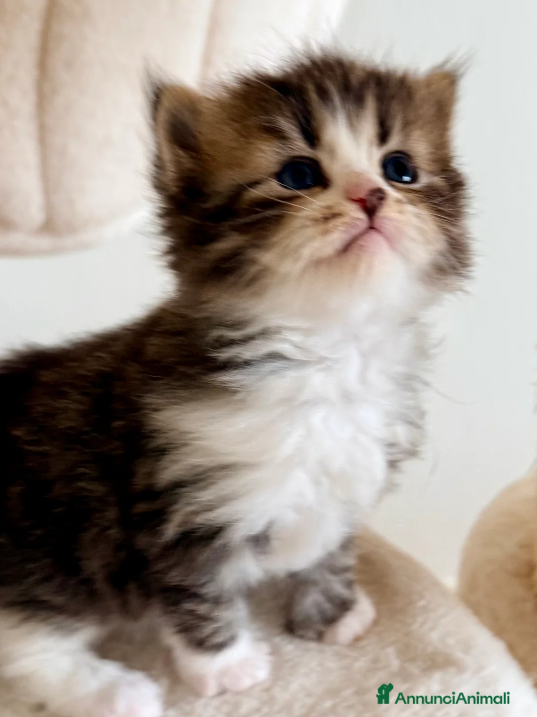 Siberiano gatti in vendita: Gattini siberiani e Neva masquerade - Annuncio 7