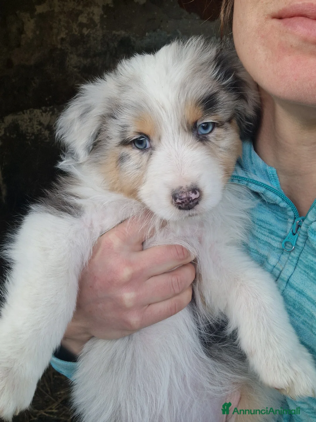 Australian Shepherd cani in vendita: Cuccioli pastore australiano  a Provincia della Spezia - Annuncio 3