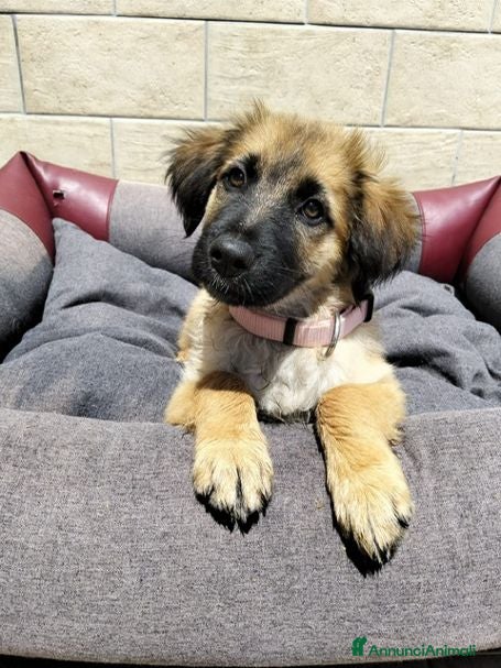 Meticcio cani TRUDY cucciola deliziosa - Annuncio 12