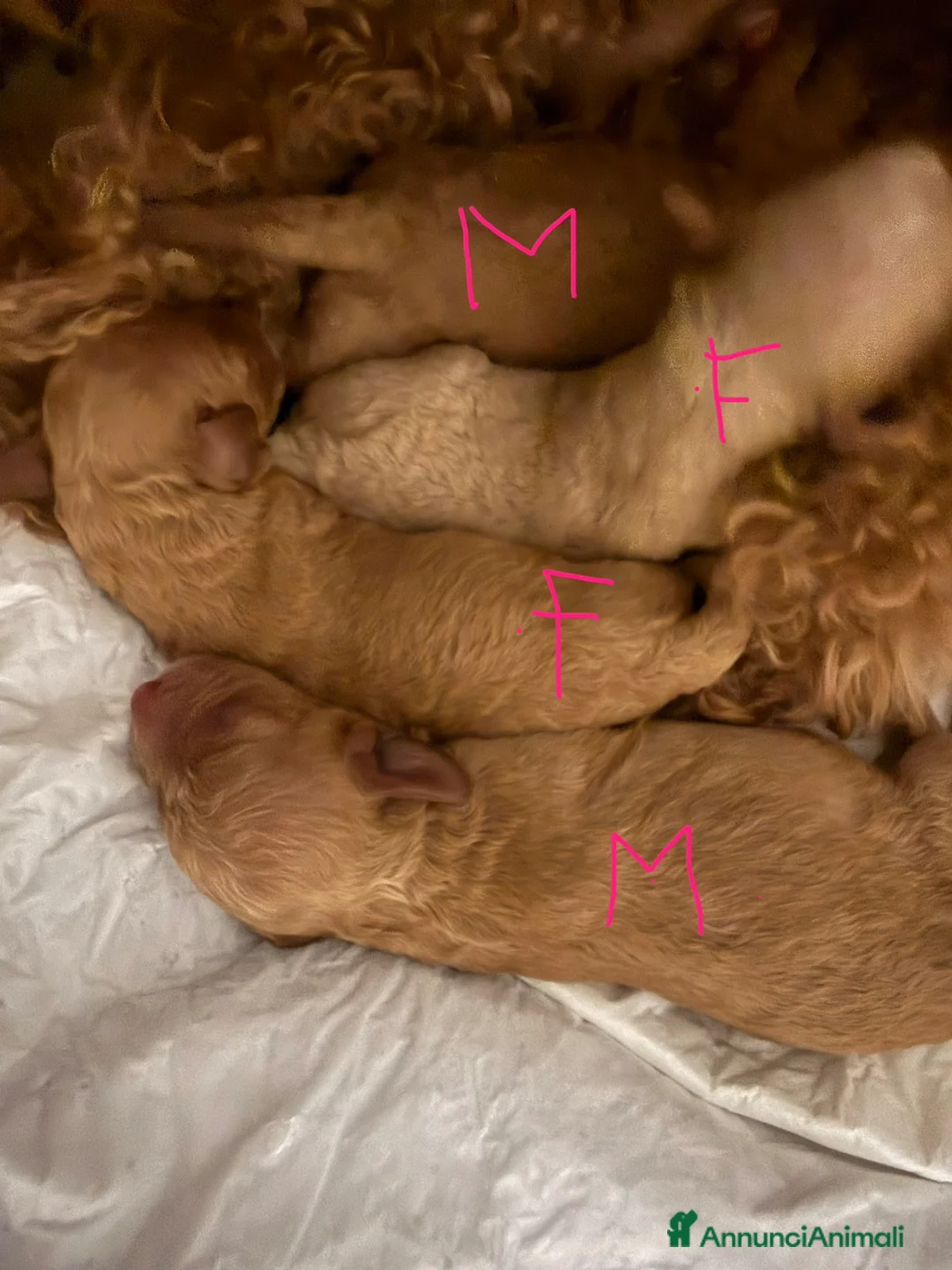 Barboncino Toy cani in vendita: Cucciolata barboncini  a Città metropolitana di Roma Capitale - Annuncio 13