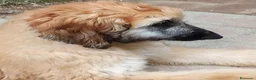 Levriero cani in vendita: BELLISSIMO CUCCIOLO LEVRIERO AFGANO a Provincia di Viterbo - Annuncio 4