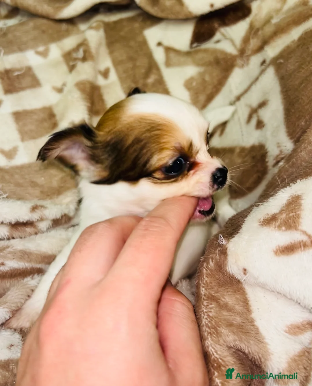 Chihuahua cani in vendita: Chihuahua mini  - Annuncio 5