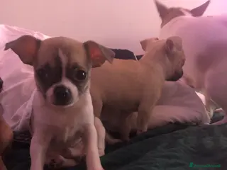 Chihuahua cani Extra chihuahua - Annuncio 1