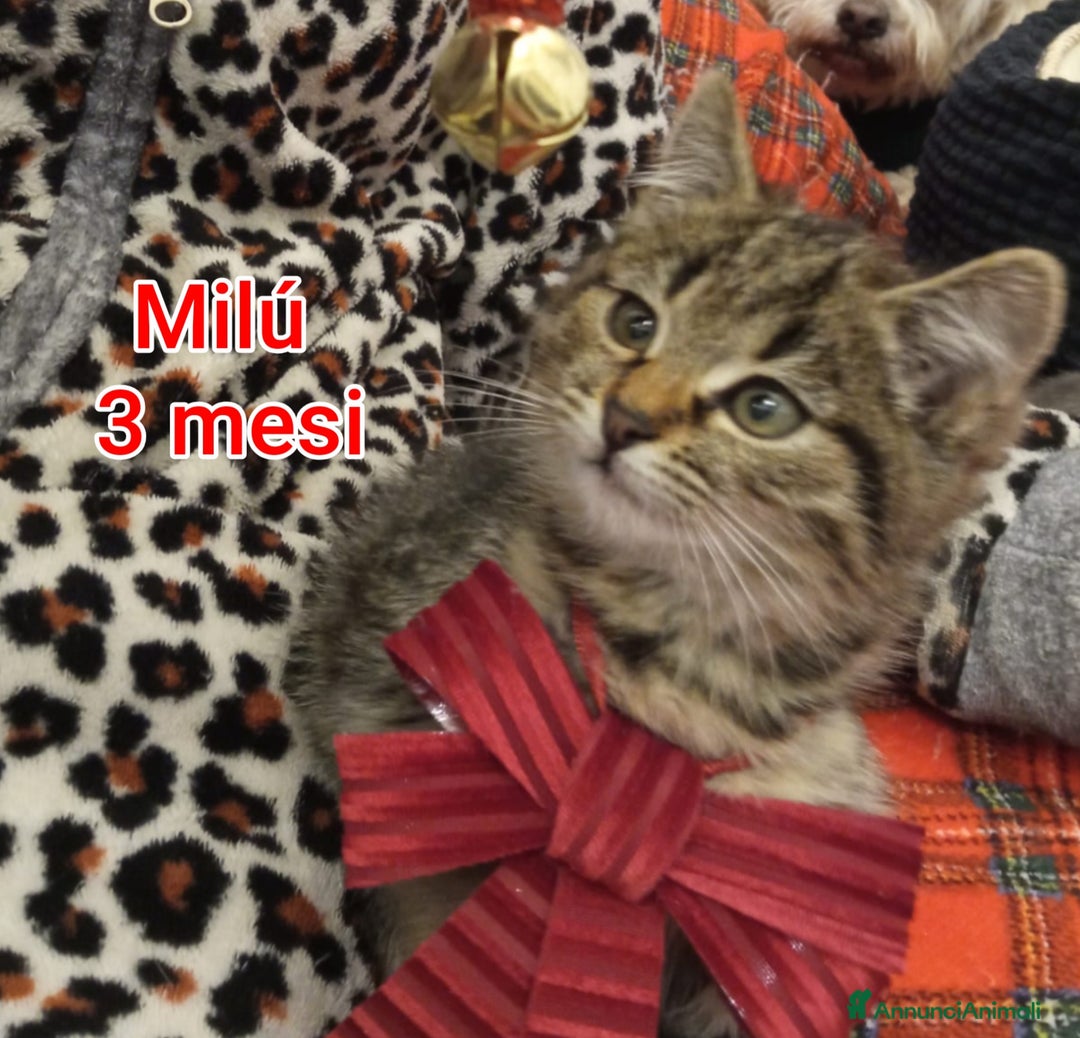 Europeo gatti in regalo: MICINI ABBANDONATI: URGENTE  - Annuncio 1