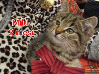 Europeo gatti MICINI ABBANDONATI: URGENTE - Annuncio 1