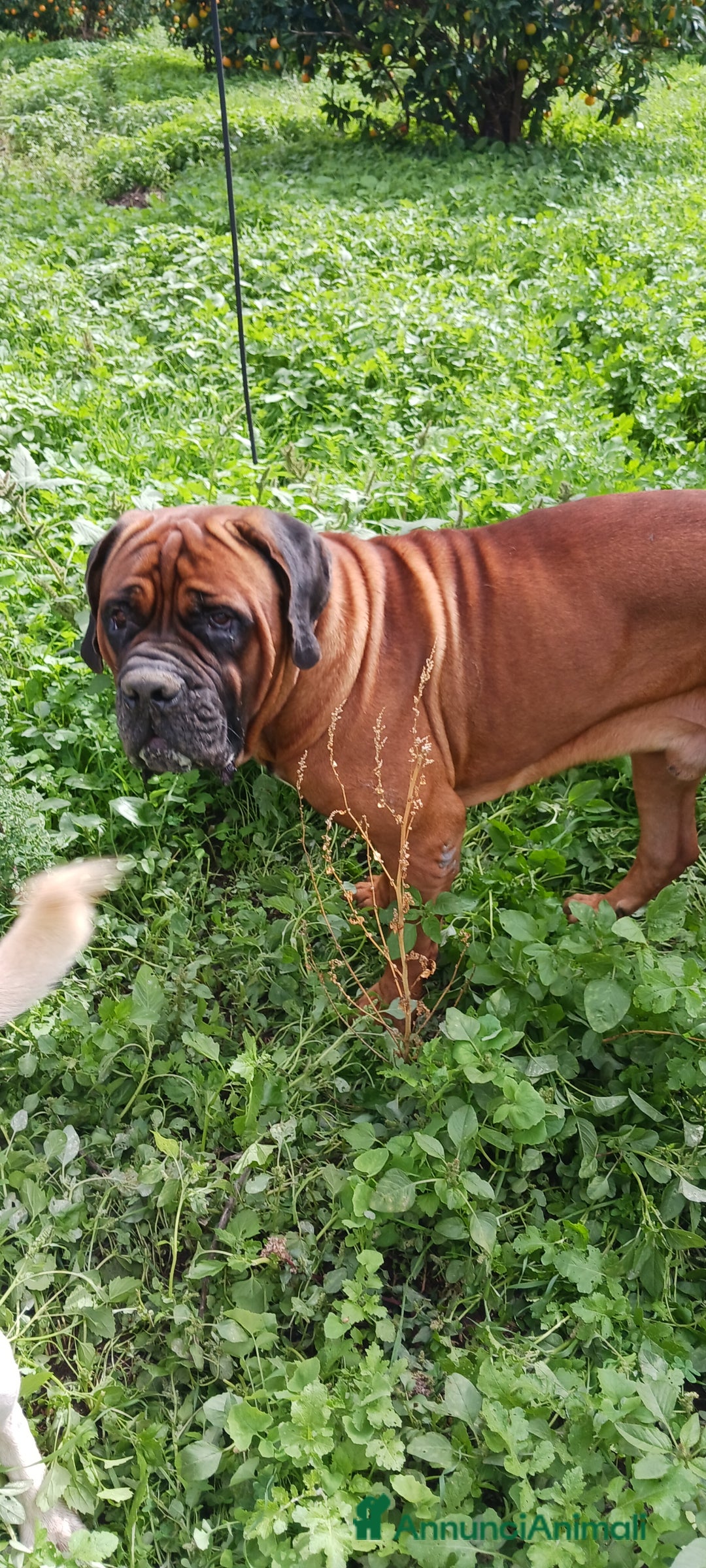 Cane Corso cani per accoppiamento: Cane Corso Disponibile per Monta–Razza originale  - Annuncio 5