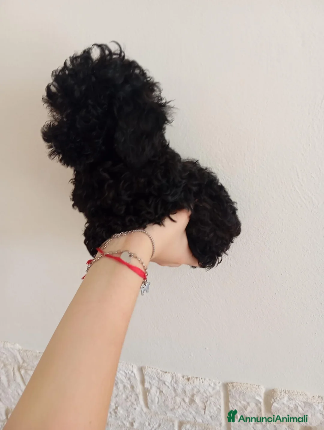 Barboncino cani in vendita: Barboncino micro - Annuncio 5