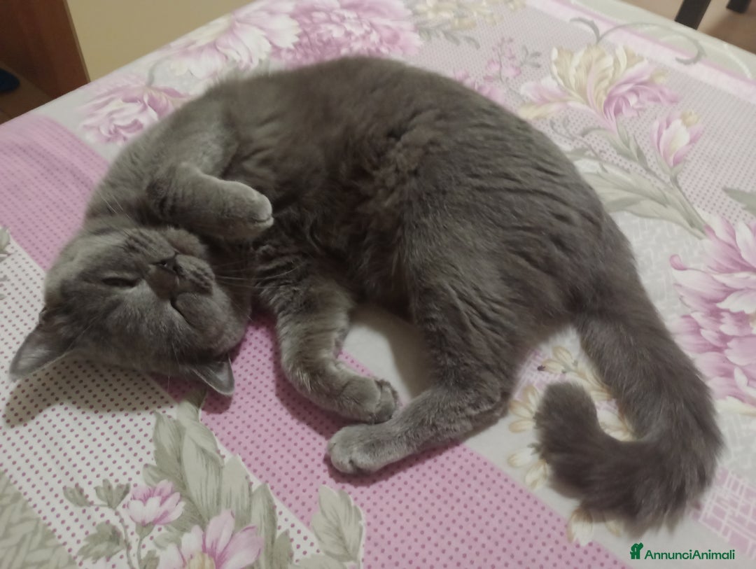British gatti in vendita: Cucciola Brittish Shorthair Blue  - Annuncio 3