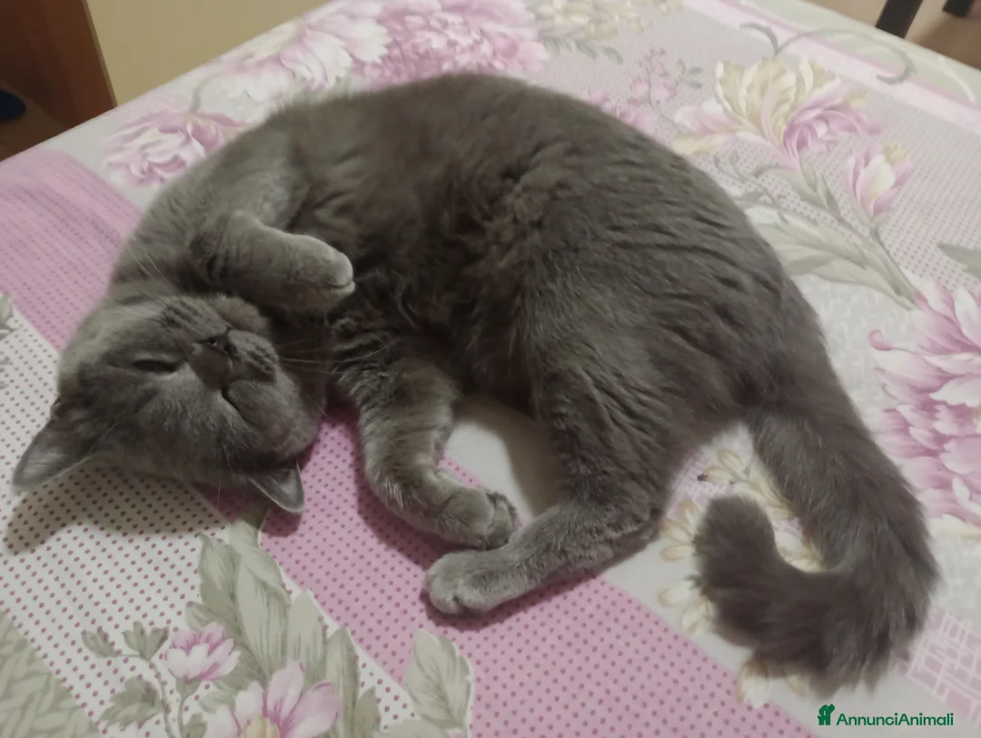 British gatti in vendita: Cucciola Brittish Shorthair Blue  - Annuncio 3