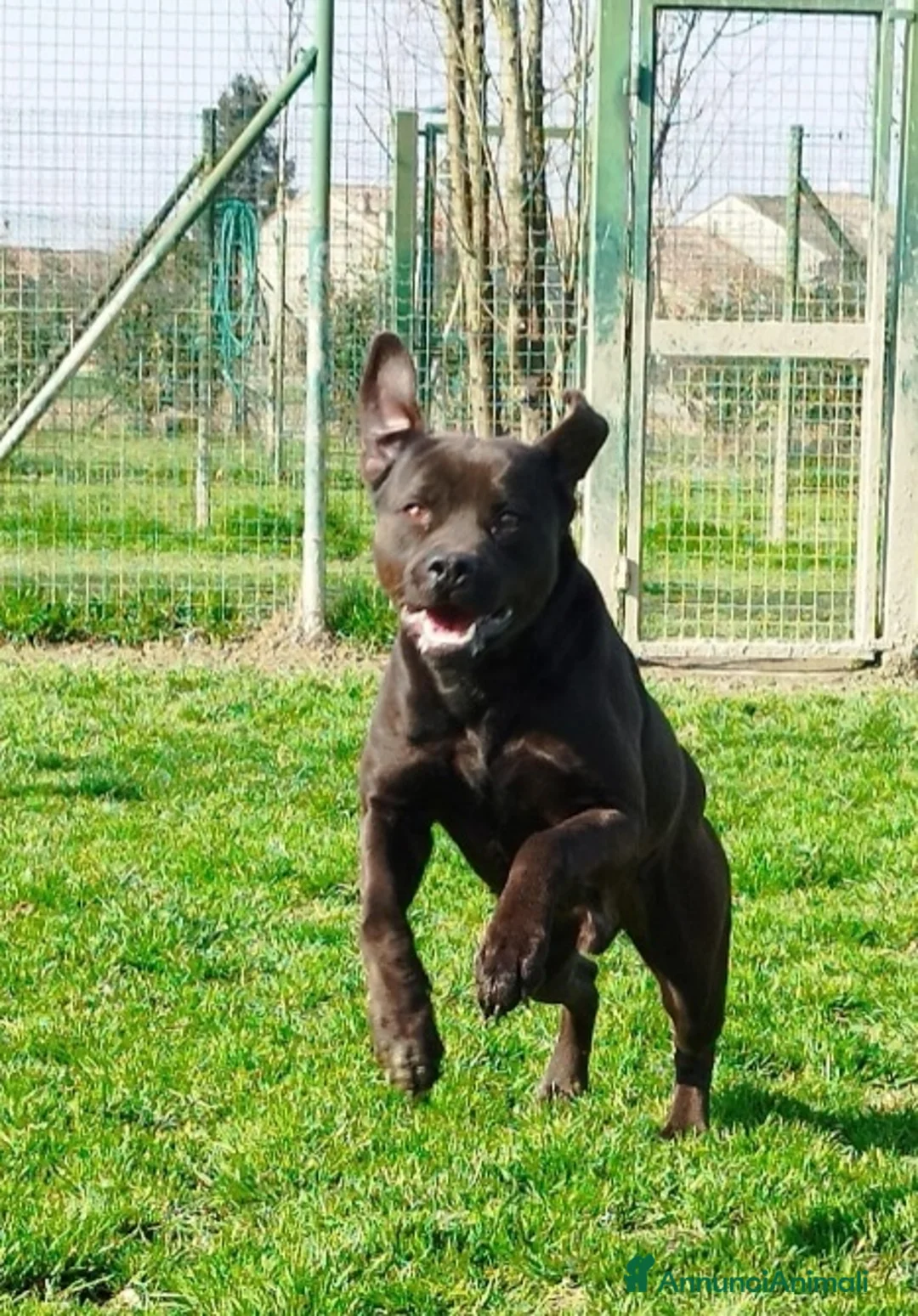 Meticcio cani in regalo: Simil Corso splendido dimenticato in rifugio.PV  - Annuncio 6