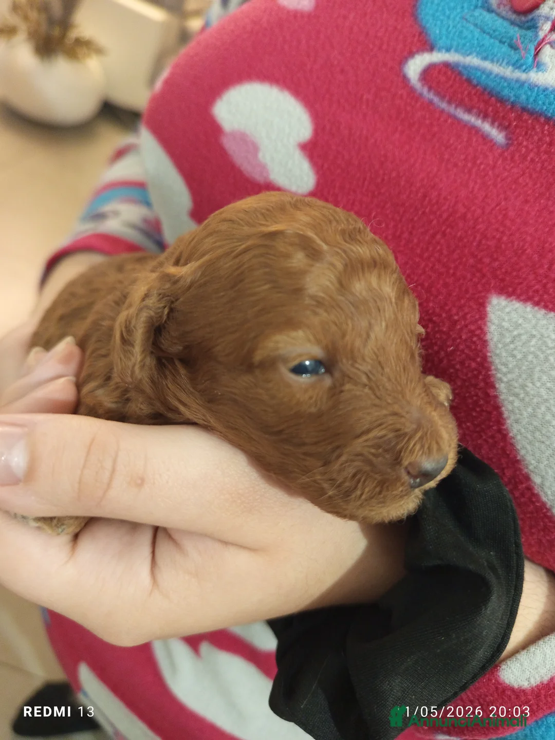 Barboncino cani in vendita: Barboncino nano red a Provincia di Arezzo - Annuncio 2