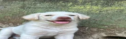 Meticcio cani in regalo: Lumi cerca casa 🏡 - Annuncio 3