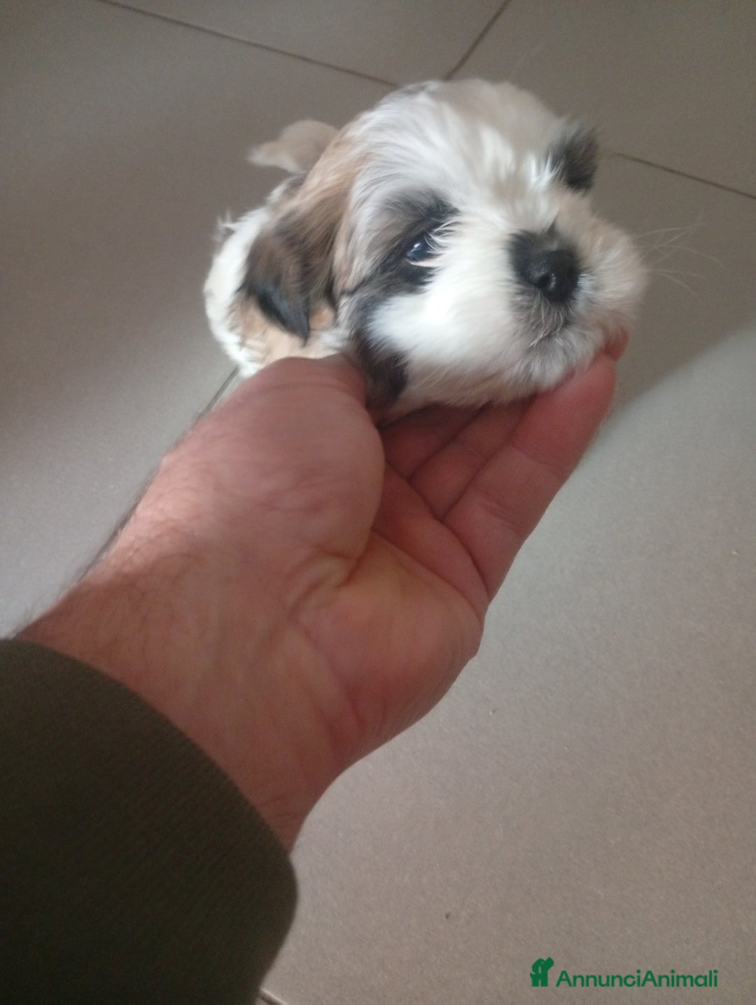 Shih Tzu cani in vendita: Shitzu  - Annuncio 3