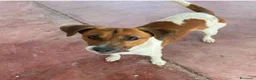 Meticcio cani in regalo: 2maschietti 1anno kg 5 a fine mese in canile.NUORO - Annuncio 5
