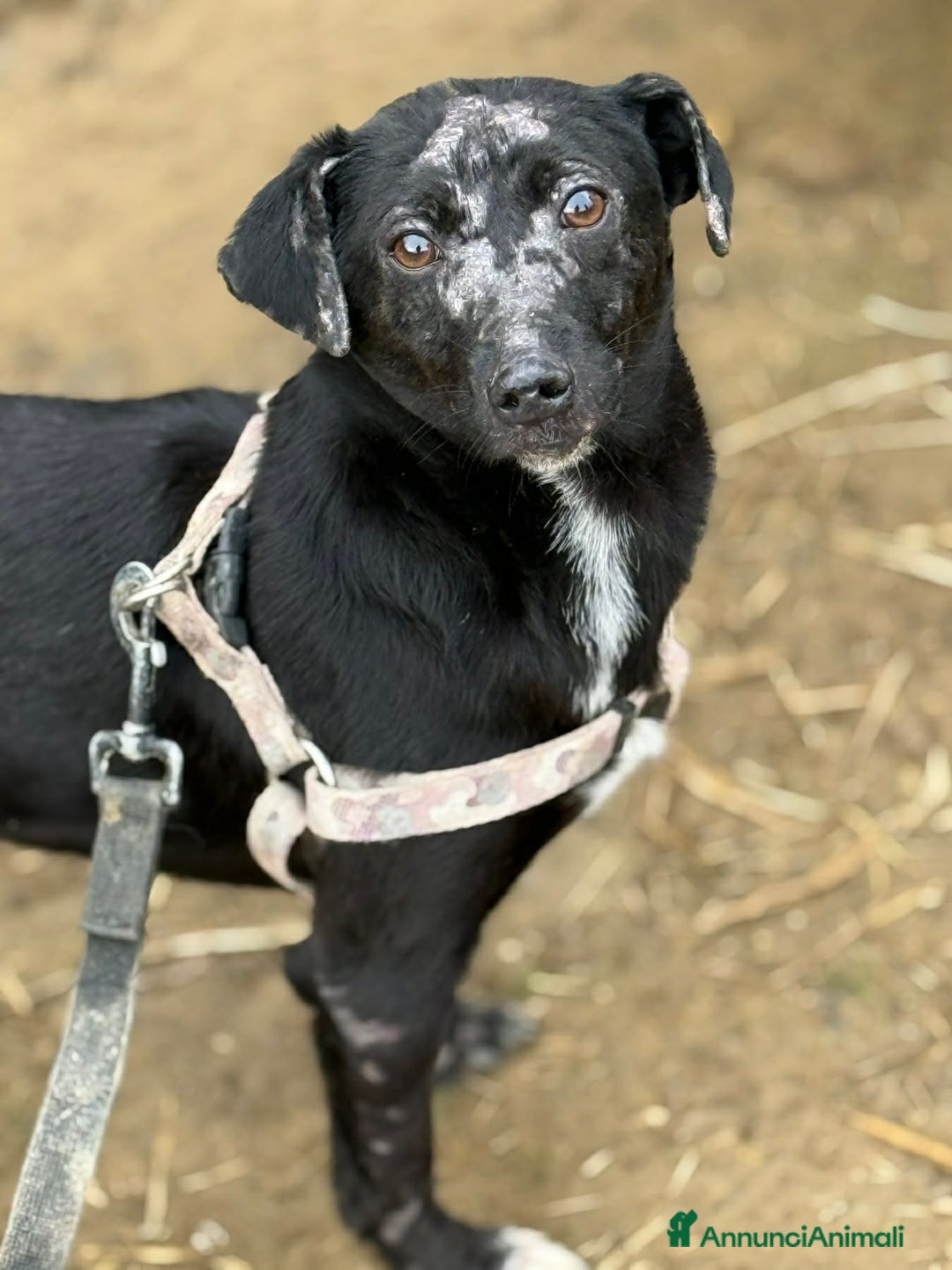 Meticcio cani in regalo: NOAH, dolce nanetto spennacchiato! Tg PICCOLA. - Annuncio 7