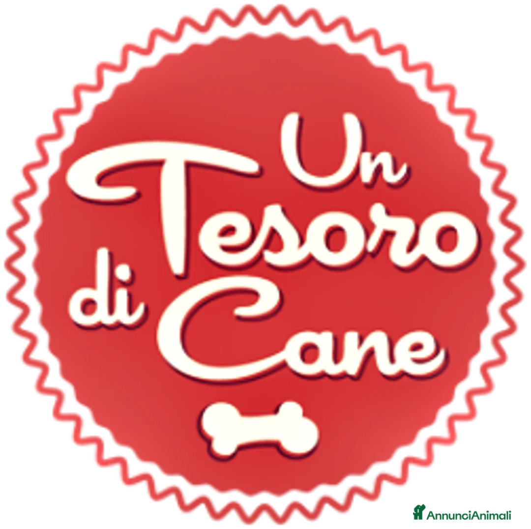 Meticcio cani in regalo: MIRTILLO, CUCCIOLO 3 MESI MIX SETTER - Annuncio 8