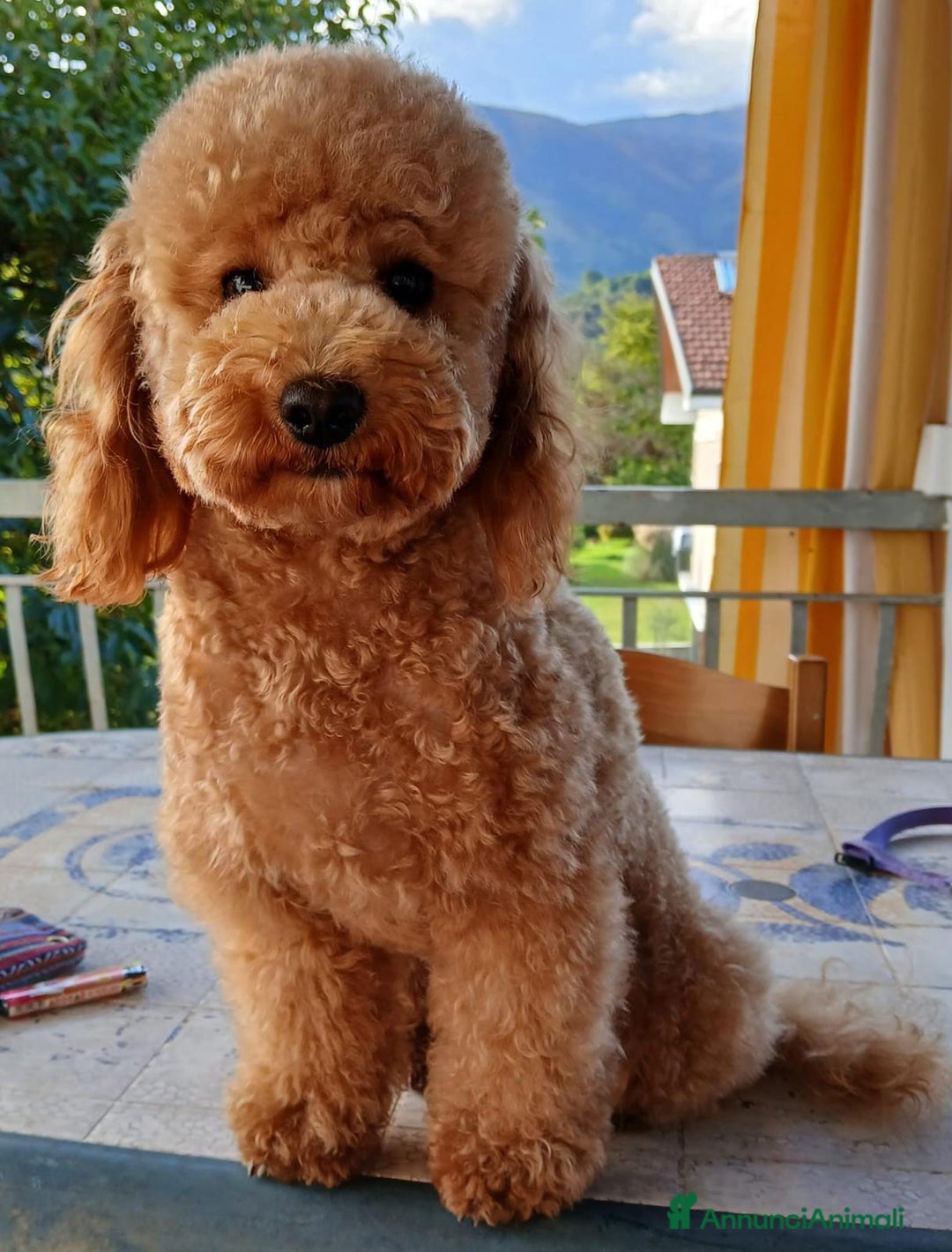 Barboncino Toy cani in vendita: Barboncini toy  - Annuncio 1