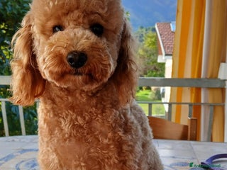 Barboncino Toy cani Barboncini toy - Annuncio 5